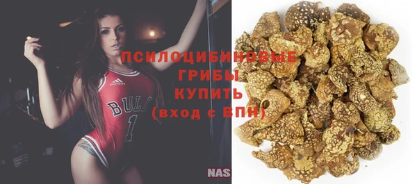 прущие грибы Коряжма